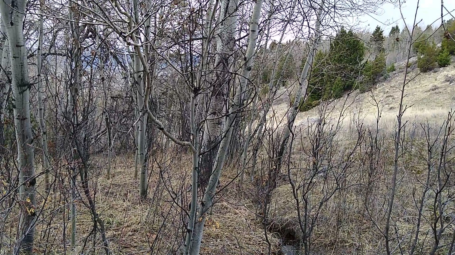 Maud S Canyon Stream